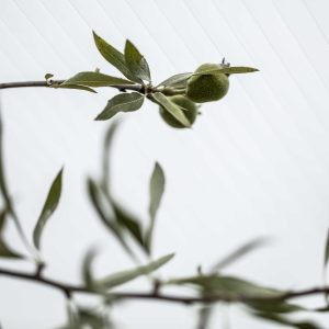 gop_multiglas_detaljbilder2018_2_1__4_2_1